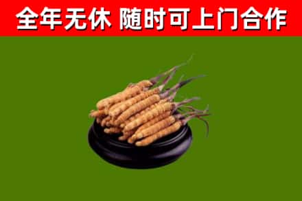 隆林烟酒回收冬虫夏草.jpg
