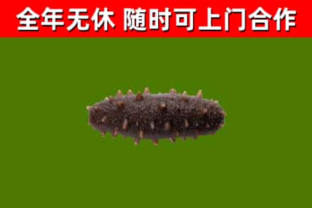 隆林回收海参干
